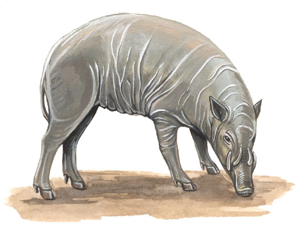 Artiodactyla