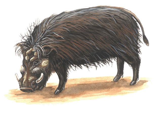 Hylochoerus_meinertzhageni