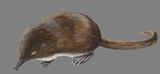 Tetrapoda