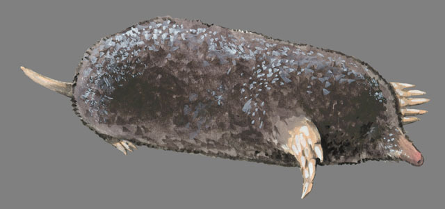 Scalopus aquaticus