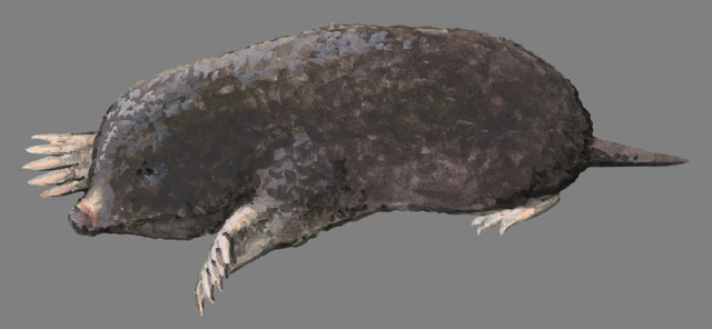 Deuterostomia