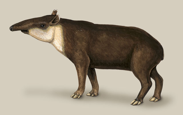 Tapirus_bairdii