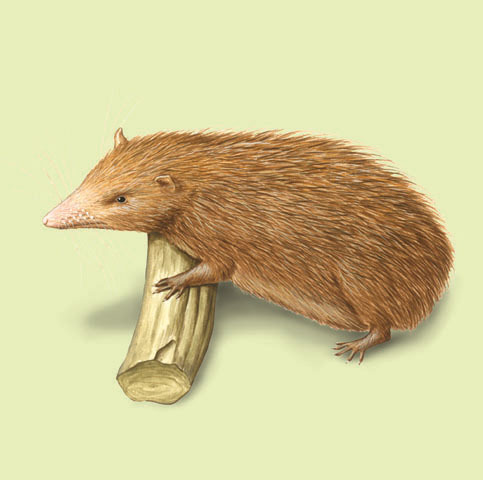 Tenrec_ecaudatus