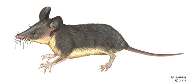 Deuterostomia