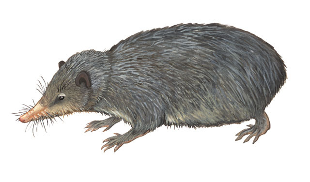 Tenrec_ecaudatus