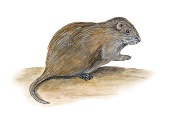 Rodentia