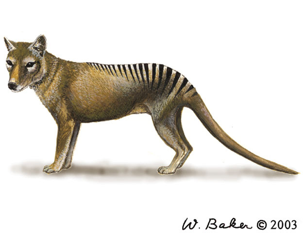 Thylacinus_cynocephalus