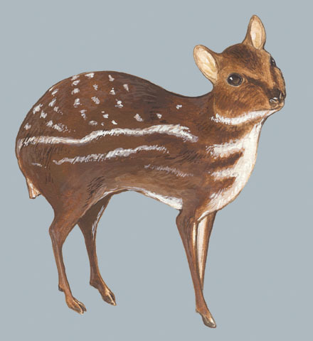 Hyemoschus_aquaticus