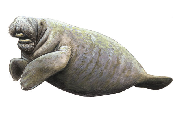 Trichechus_manatus