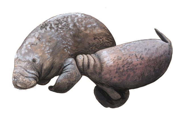 Trichechus_senegalensis