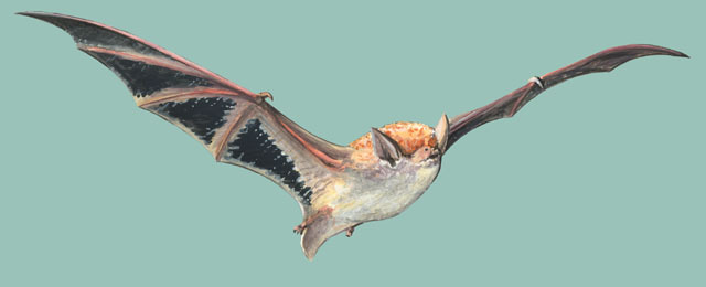 Deuterostomia