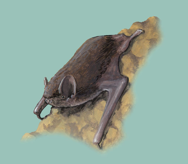 Miniopterus_schreibersi