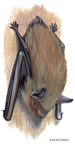 Myotis_lucifugus