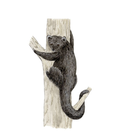 Arctictis_binturong