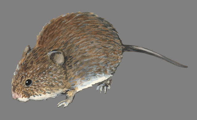 Deuterostomia