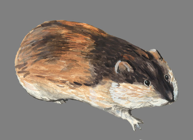 Deuterostomia