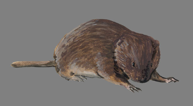 Deuterostomia