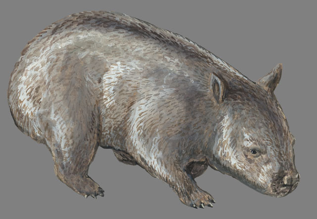 Lasiorhinus_latifrons