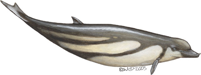 Deuterostomia