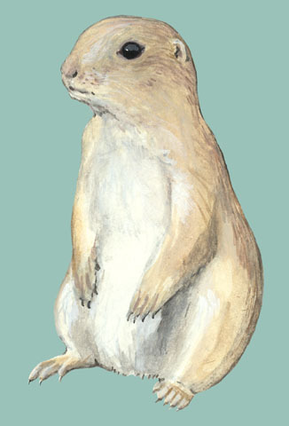 Cynomys_ludovicianus