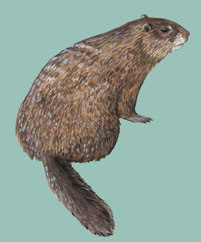 Marmota_monax