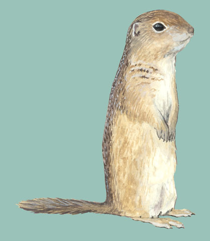 Spermophilus_parryii