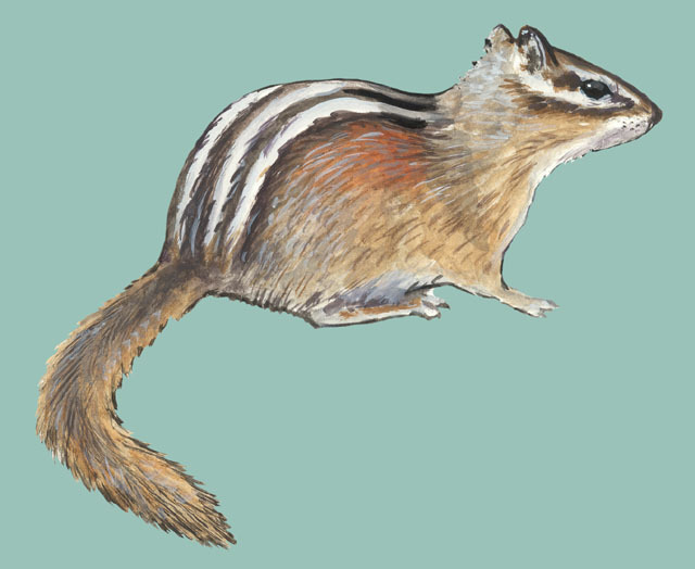 Deuterostomia