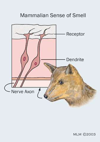 Deuterostomia