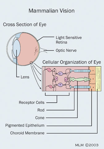 v12_id202_con_vision