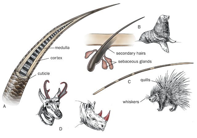 Sarcopterygii