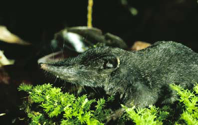 Crocidura_beatus