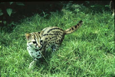 Felis_bengalensis2