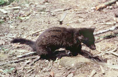 Paradoxurus_hermaphroditus