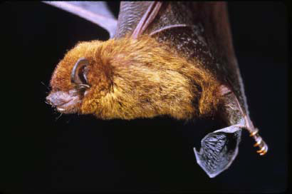 Pipistrellus_javanicus