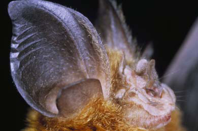 Rhinolophus2