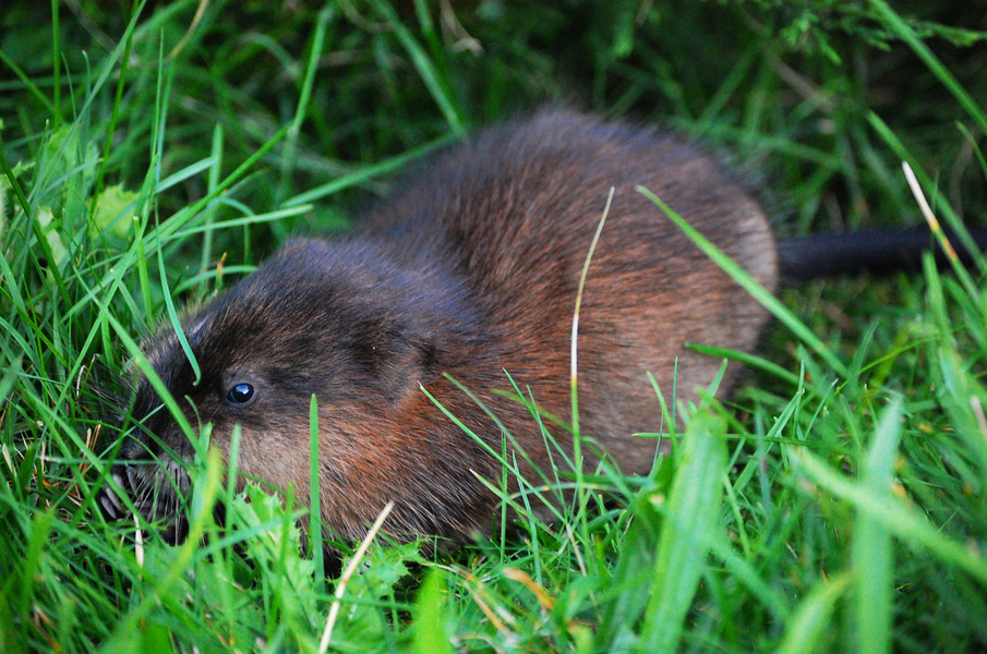 muskrat2