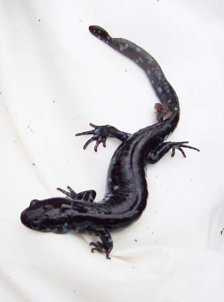 Ambystoma