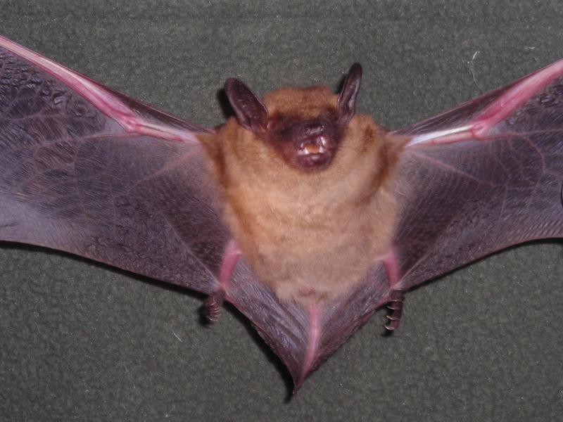 Eptesicus_fuscus1