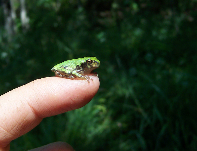 Hyla_versicolor