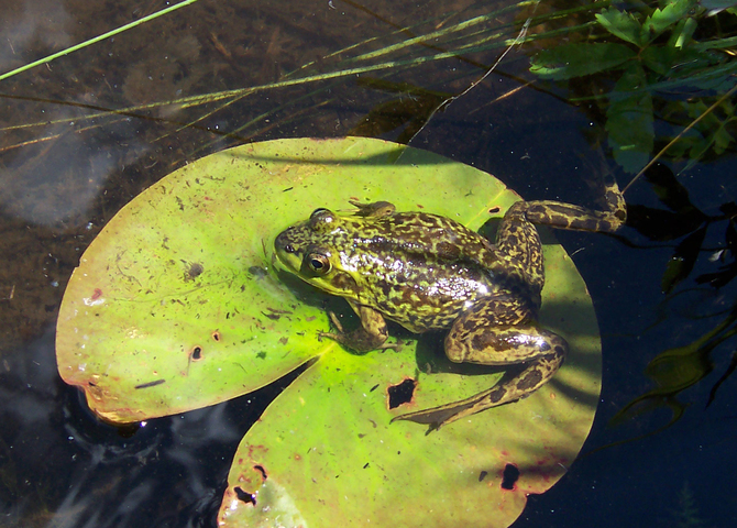 Photo of Lithobates septentrionalis