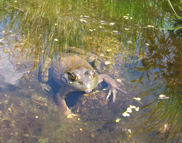 Photo of Lithobates catesbeianus