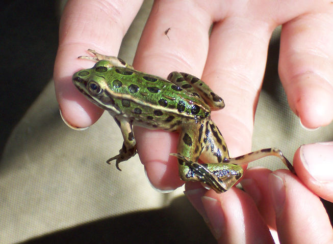 Photo of Lithobates pipiens