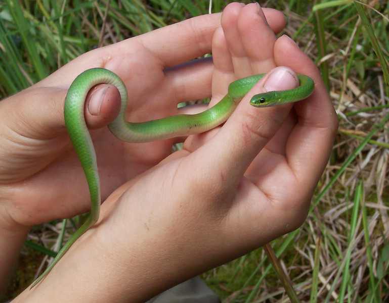 green_snake