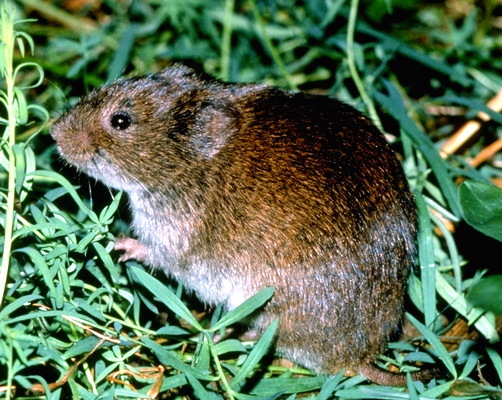 Microtus pennsylvanicus