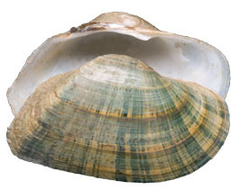 Mollusca