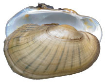 Mollusca