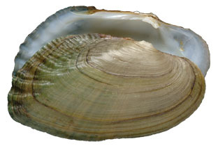 Mollusca