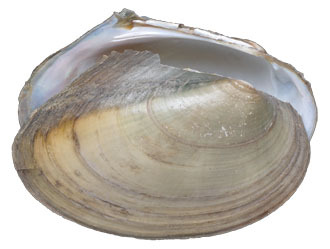 Mollusca