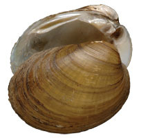 Mollusca