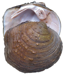 Mollusca